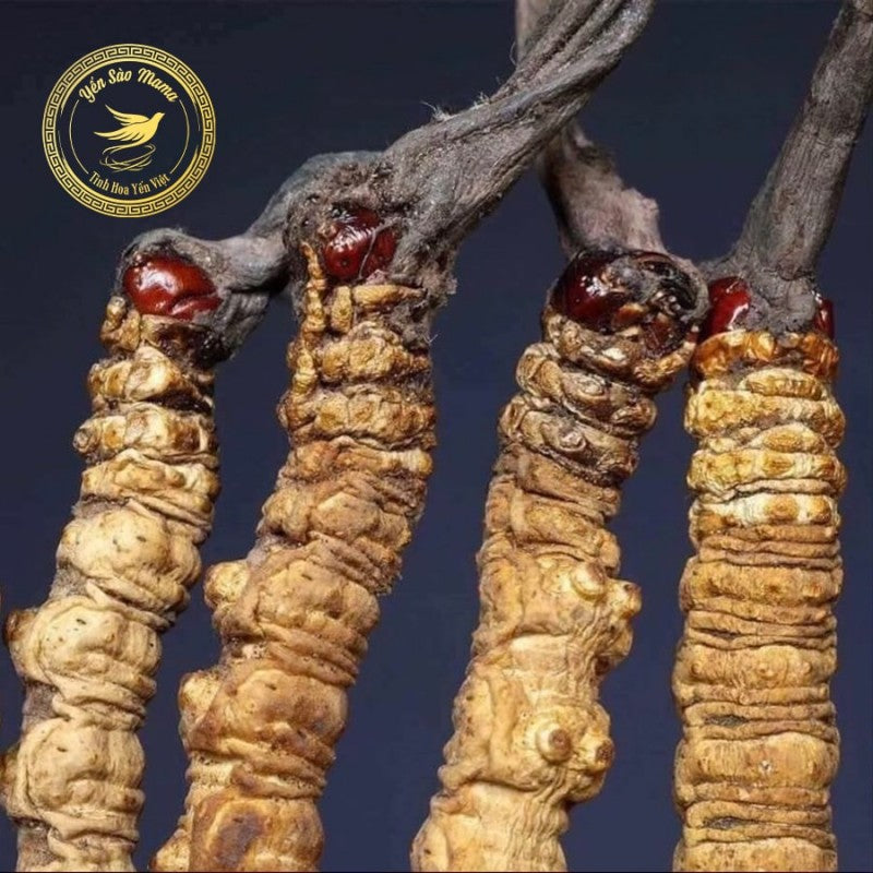 Đông Trùng Bhutan (Size Super A+) 29 - 31 Pcs/ 10 Gram