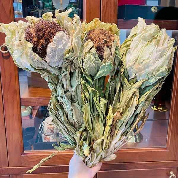 Thiên Sơn Tuyết Liên ( Seasonal )